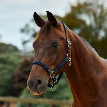 Dublin Braided Leather Headcollar| Online For Equine