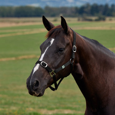 Dublin Everyday Headcollar| Online For Equine