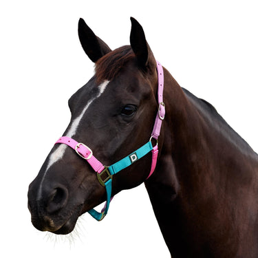 Dublin Everyday Headcollar| Online For Equine