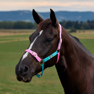 Dublin Everyday Headcollar| Online For Equine