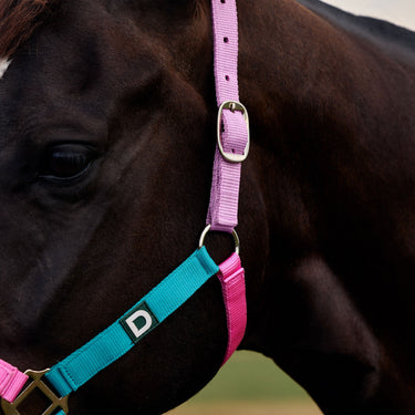 Dublin Everyday Headcollar| Online For Equine