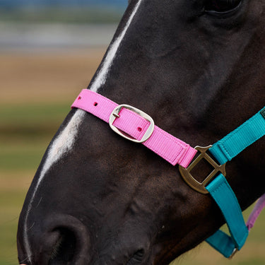 Dublin Everyday Headcollar| Online For Equine