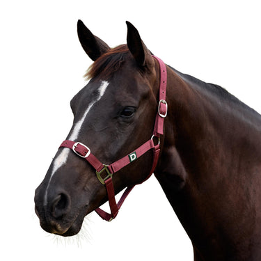Dublin Everyday Headcollar| Online For Equine