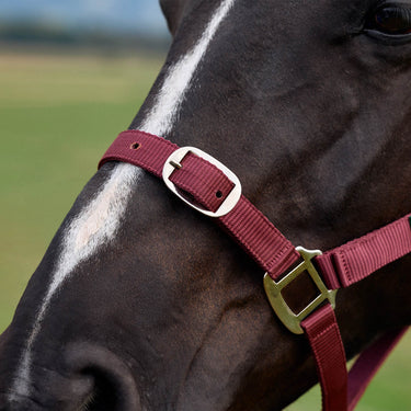 Dublin Everyday Headcollar| Online For Equine