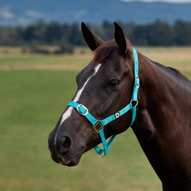 Dublin Everyday Headcollar| Online For Equine