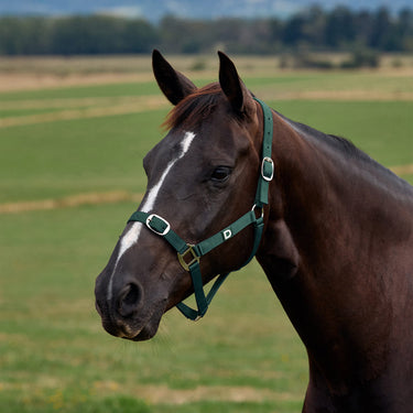 Dublin Everyday Headcollar| Online For Equine