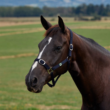 Dublin Everyday Headcollar| Online For Equine