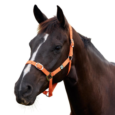 Dublin Everyday Headcollar| Online For Equine