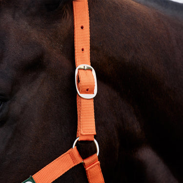 Dublin Everyday Headcollar| Online For Equine