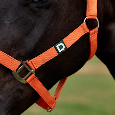 Dublin Everyday Headcollar| Online For Equine