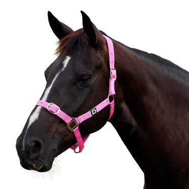 Dublin Everyday Headcollar| Online For Equine