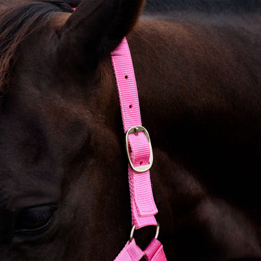 Dublin Everyday Headcollar| Online For Equine