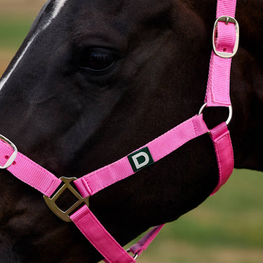 Dublin Everyday Headcollar| Online For Equine