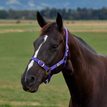 Dublin Everyday Headcollar| Online For Equine
