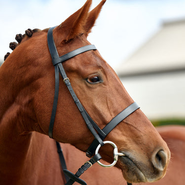 Dublin Flat Cavesson Bridle| Online For Equine