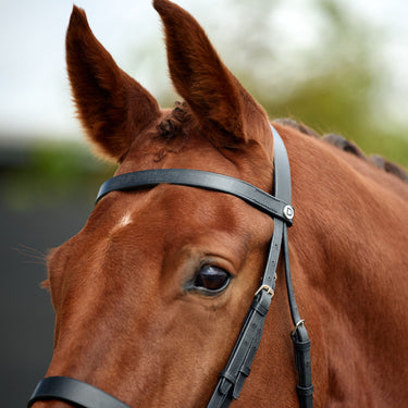 Dublin Flat Cavesson Bridle| Online For Equine