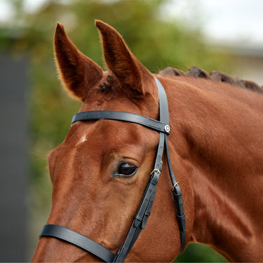 Dublin Flat Cavesson Bridle| Online For Equine