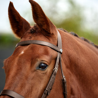 Dublin Flat Cavesson Bridle| Online For Equine