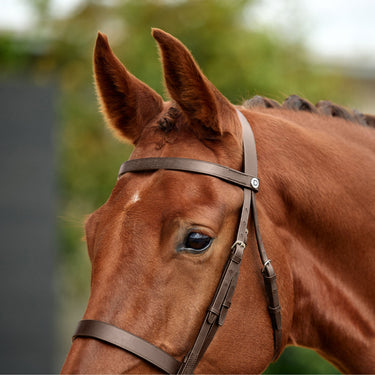 Dublin Flat Cavesson Bridle| Online For Equine