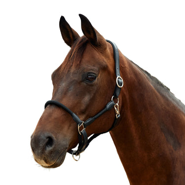 Dublin Leather Rope Headcollar| Online For Equine