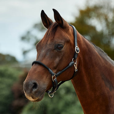 Dublin Leather Rope Headcollar| Online For Equine