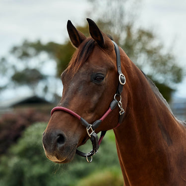 Dublin Leather Rope Headcollar| Online For Equine