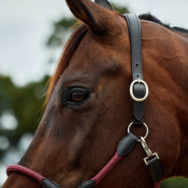 Dublin Leather Rope Headcollar| Online For Equine