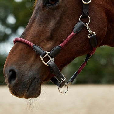 Dublin Leather Rope Headcollar| Online For Equine