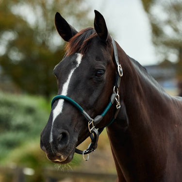 Dublin Leather Rope Headcollar| Online For Equine