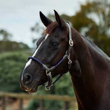 Dublin Leather Rope Headcollar| Online For Equine