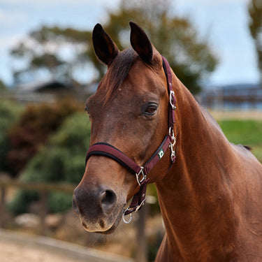 Dublin Neo Comfort Headcollar| Online For Equine