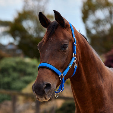 Dublin Neo Comfort Headcollar| Online For Equine