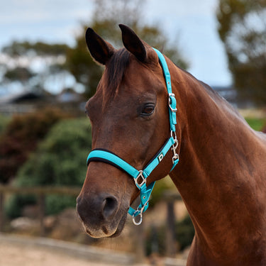 Dublin Neo Comfort Headcollar| Online For Equine