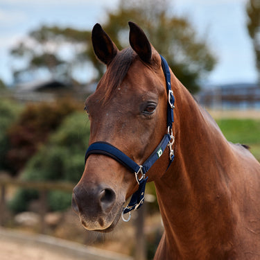 Dublin Neo Comfort Headcollar| Online For Equine