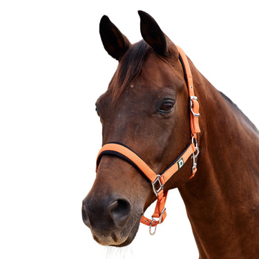 Dublin Neo Comfort Headcollar| Online For Equine
