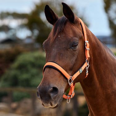 Dublin Neo Comfort Headcollar| Online For Equine
