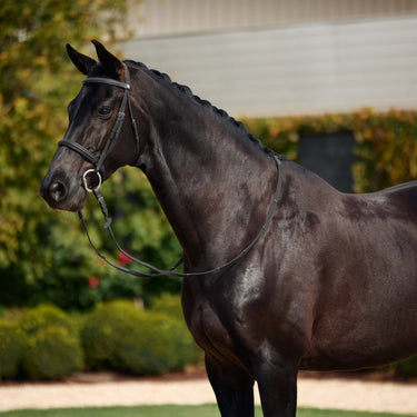Dublin Padded Cavesson Bridle| Online For Equine