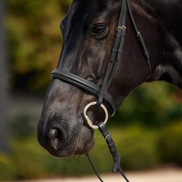 Dublin Padded Cavesson Bridle| Online For Equine