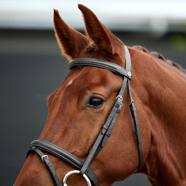Dublin Padded Flash Bridle| Online For Equine