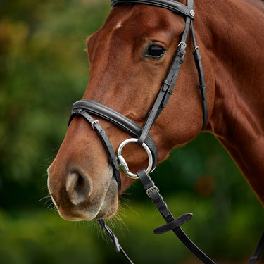 Dublin Padded Flash Bridle| Online For Equine