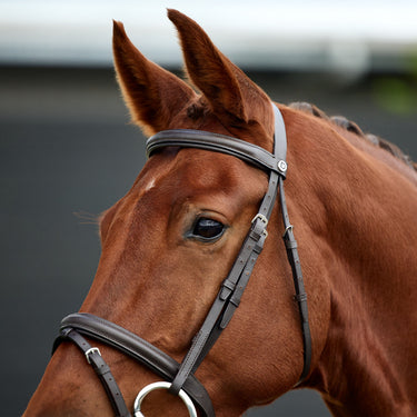 Dublin Padded Flash Bridle| Online For Equine