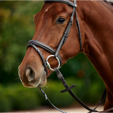 Dublin Padded Flash Bridle| Online For Equine
