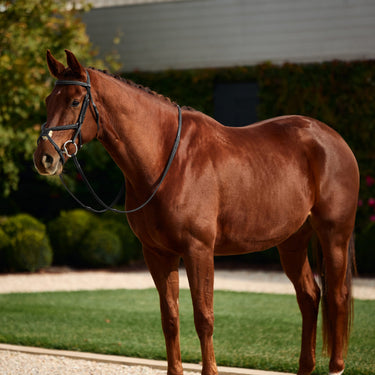 Dublin Padded Mono Crown Fancy Stitch Grackle Bridle| Online For Equine