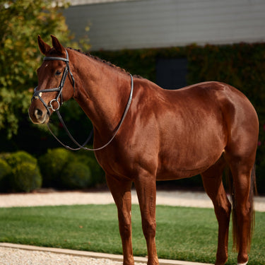 Dublin Padded Mono Crown Fancy Stitch Grackle Bridle| Online For Equine