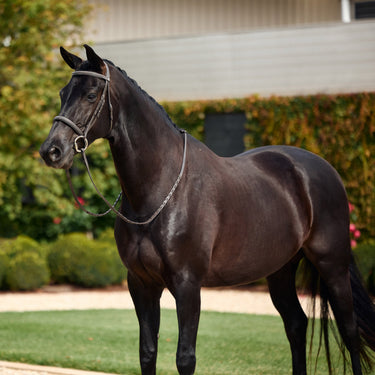 Dublin Padded Mono Crown Fancy Stitch Hunt Bridle| Online For Equine