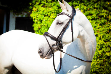 EcoRider Brown Navan v2.0 Bridle