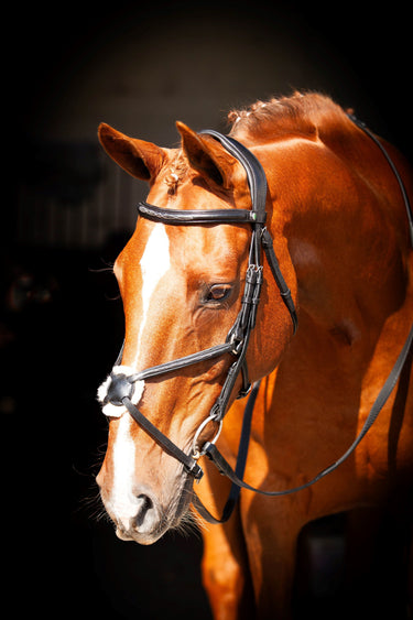EcoRider Brown Galway v2.0 Grackle Bridle