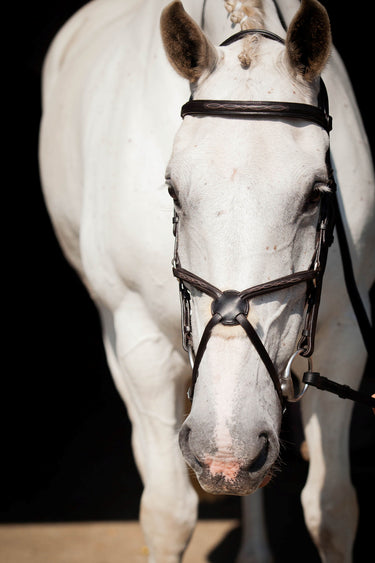 EcoRider Brown Galway v2.0 Grackle Bridle