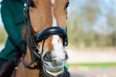 Eco-Rider SeamFree Anatomic Bridle Black| Online For Equine