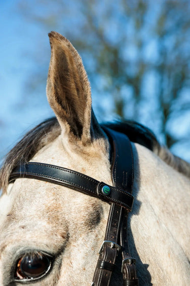 Eco-Rider Seamfree Show Bridle Brown| Online For Equine